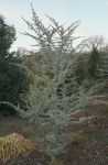 CEDRUS LIBANI 'GLAUCA'