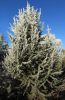 CEDRUS LIBANI 'HULSDONK'