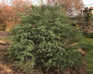 CEDRUS LIBANI 'NANA'