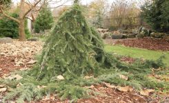 CEDRUS LIBANI 'PENDULA'