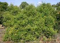 CLEMATIS TANGUTICA