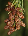 CRYPTOMERIA JAPONIKA, itice sam-nezral