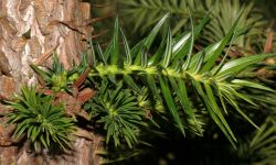 CUNNINGHAMIA LANCEOLATA, letorost