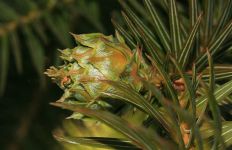 CUNNINGHAMIA LANCEOLATA, sami itice