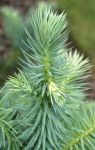 CUNNINGHAMIA LANCEOLATA 'GLAUCA'