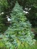 CUNNINGHAMIA LANCEOLATA 'GLAUCA'