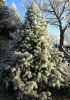 CUNNINGHAMIA LANCEOLATA 'GLAUCA'