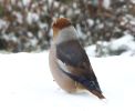 Coccothraustes coccothraustes | Dlask tlustozob