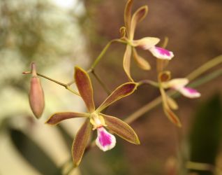 ENCYCLIA TAMPENSIS