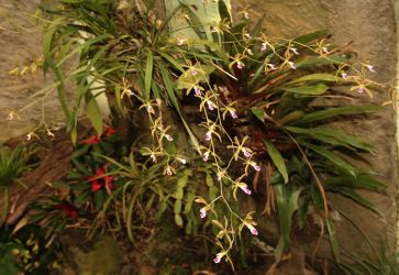 ENCYCLIA TAMPENSIS