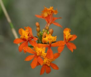 EPIDENDRUM RADICANS