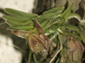 EPIDENDRUM SCHLECHTERIANUM