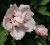 Hibiscus syriacus 'Bricutts'