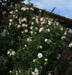 Hibiscus syriacus 'Bricutts'