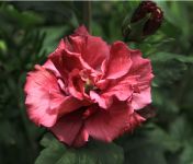 Hibiscus syriacus 'Freedom'