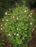 Hibiscus syriacus 'Hamabo'