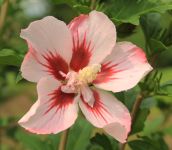 Hibiscus syriacus 'Hamabo'