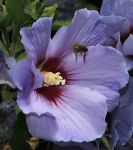 Hibiscus syriacus 'Marina'