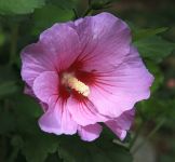 Hibiscus syriacus 'Pink Flirt'