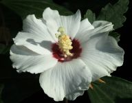 Hibiscus syriacus 'Red Heart'