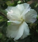 Hibiscus syriacus 'White Chiffon'