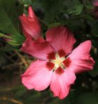 HIBISCUS SYRIACUS 'WOODBRIDGE'