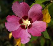 HIBISCUS SYRIACUS 'WOODBRIDGE'