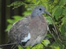 Columba palumbus | Holub hivn