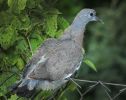 Columba palumbus | Holub hivn