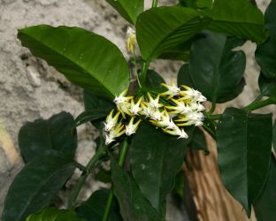 HOYA MULTIFLORA