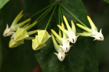 HOYA MULTIFLORA