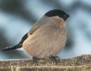 Coccothraustes coccothraustes | Dlask tlustozob