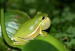 HYLA CINEREA - ROSNIKA BLOPRUH