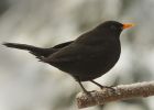 Turdus merula | Kos ern