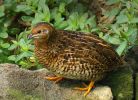 Coturnix chinensis | Kepelka nsk