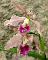 LAELIA GRANDIS X CATTLEYA VARNERII