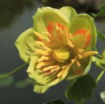 LIRIODENDRON TULIPIFERA