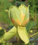 LIRIODENDRON TULIPIFERA