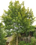 LIRIODENDRON TULIPIFERA