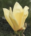 Magnolia acuminata 'Yellow Lantern'