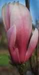 Magnolia denudata 'Red Lucky'