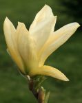 MAGNOLIA DENUDATA 'YELLOW RIVER'