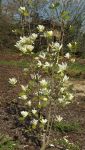 MAGNOLIA DENUDATA 'YELLOW RIVER'