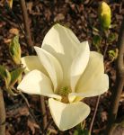 MAGNOLIA DENUDATA 'YELLOW RIVER'