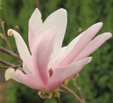 Magnolia 'George Henry Kern'