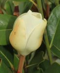 MAGNOLIA GRANDIFLORA 'FRANCOIS TREYVE'