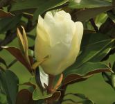 MAGNOLIA GRANDIFLORA 'GOLIATH'