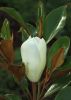 Magnolia grandiflora 'Kay Parris'