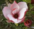 Magnolia 'March-till-Frost'