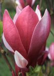 Magnolia 'March-till-Frost'